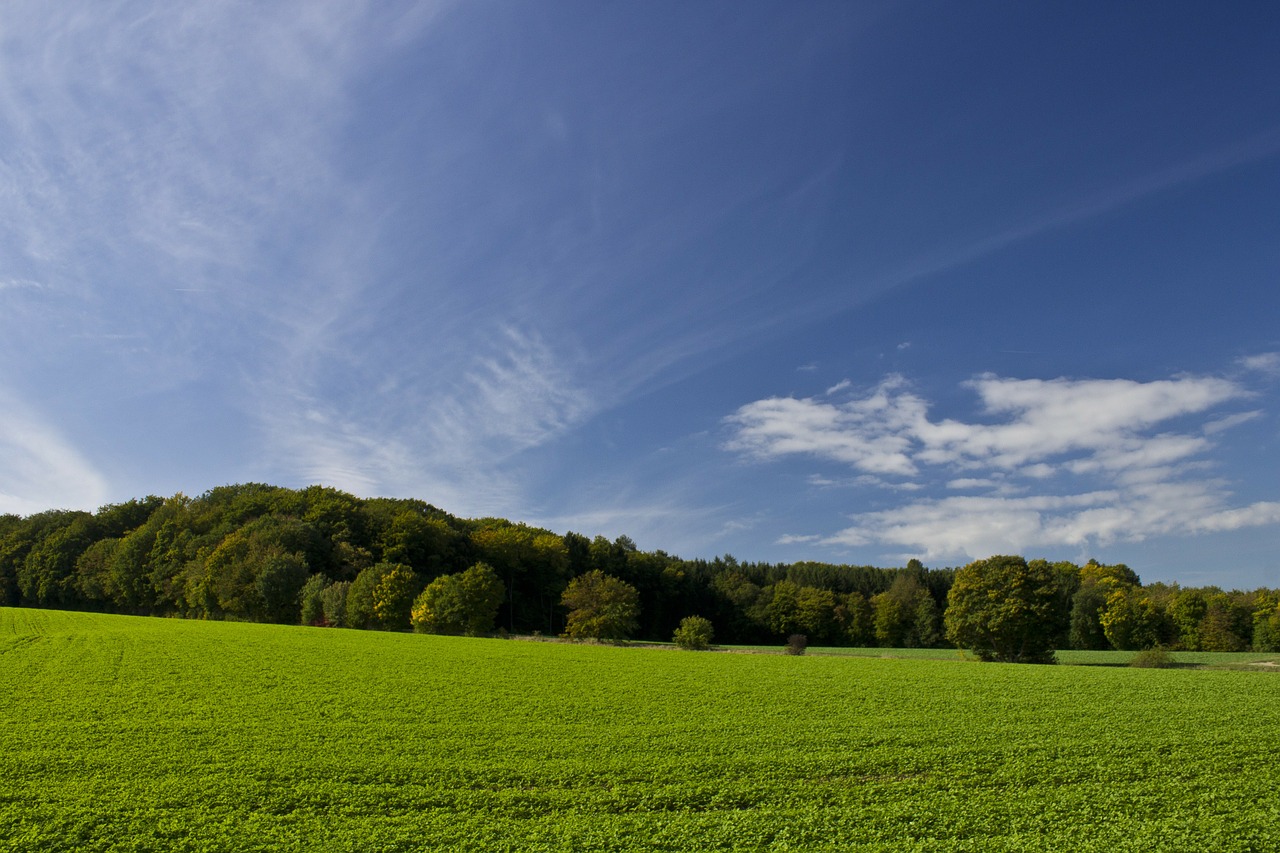 field himmmel forest free photo