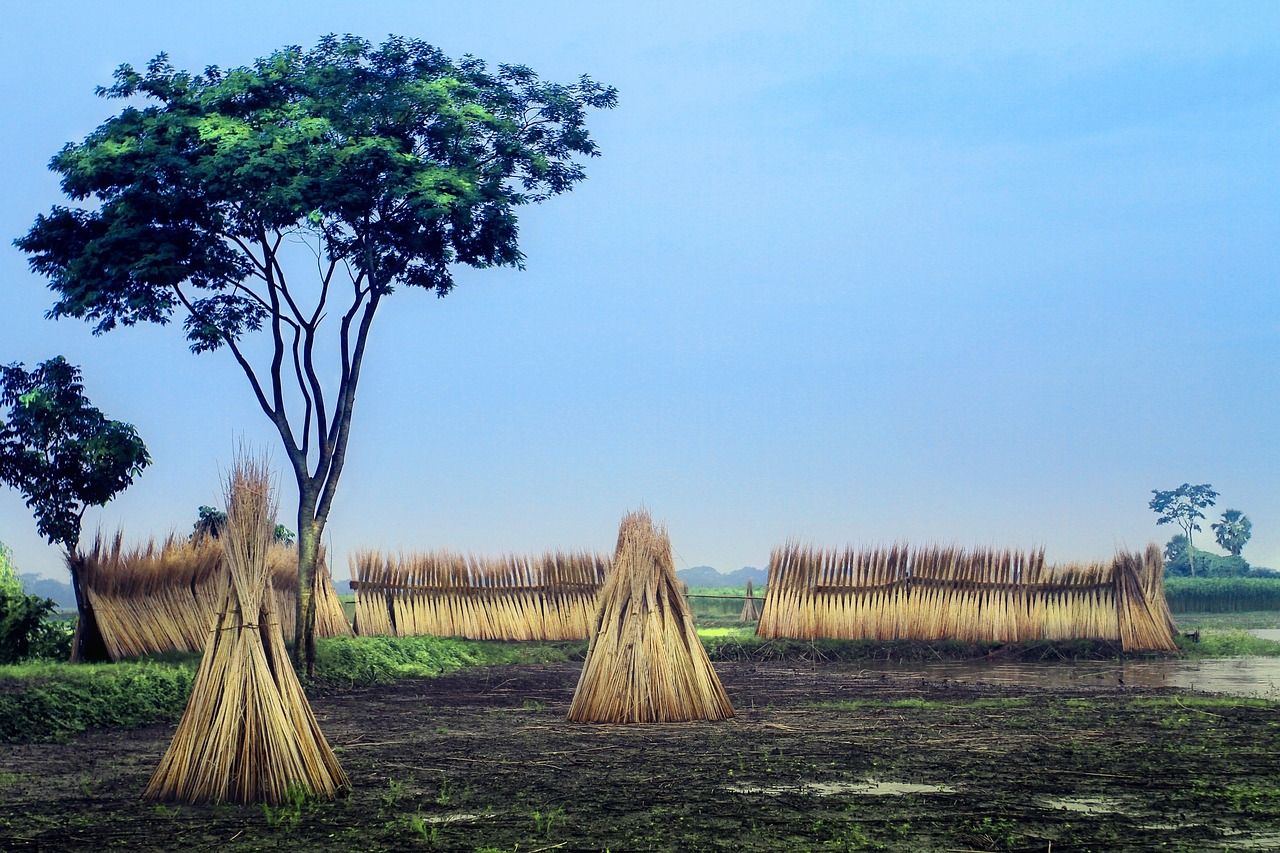 field trees nature free photo