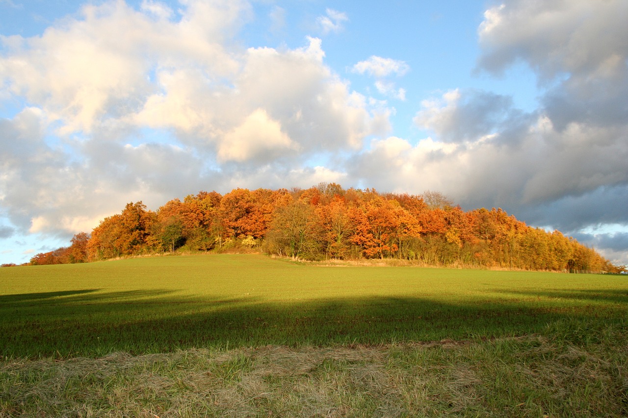 field forest fall free photo