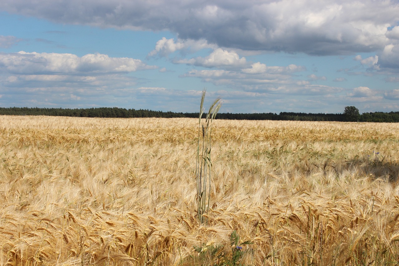 field wheat cereals free photo