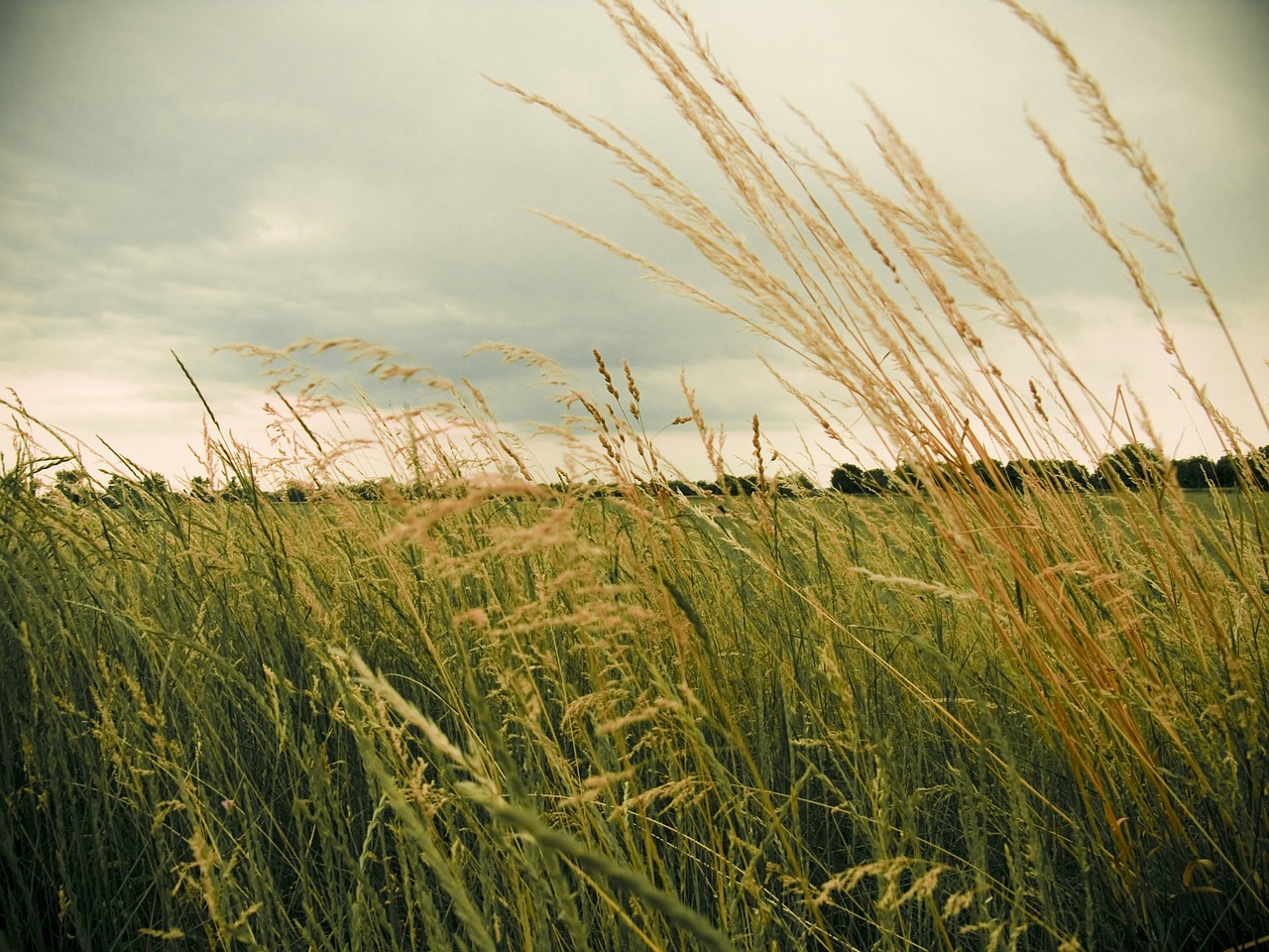 field meadow country free photo