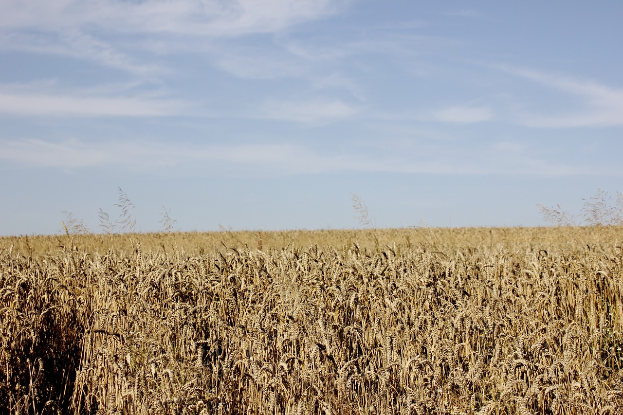 field cereals nature free photo