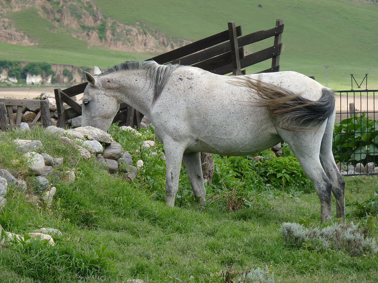 field horses animal free photo