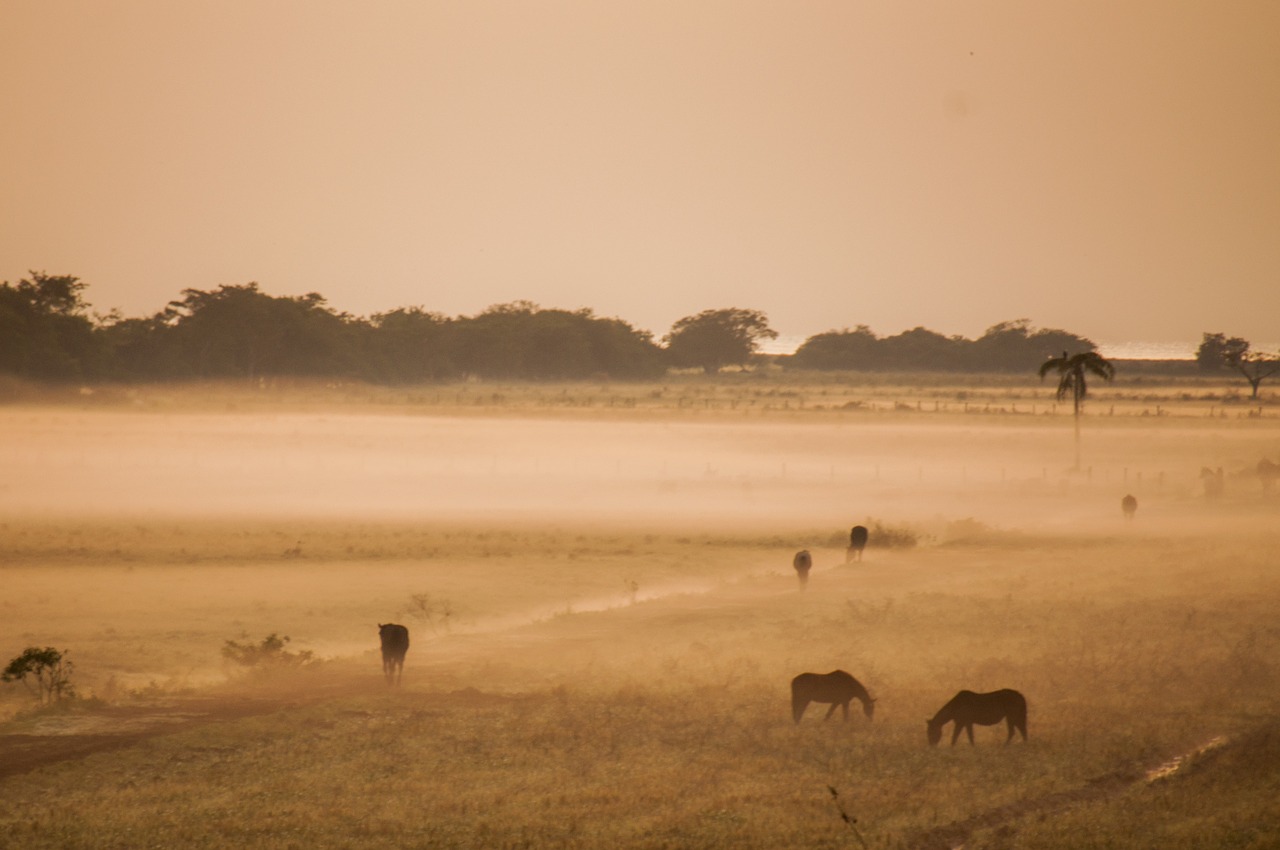 field animals farm free photo