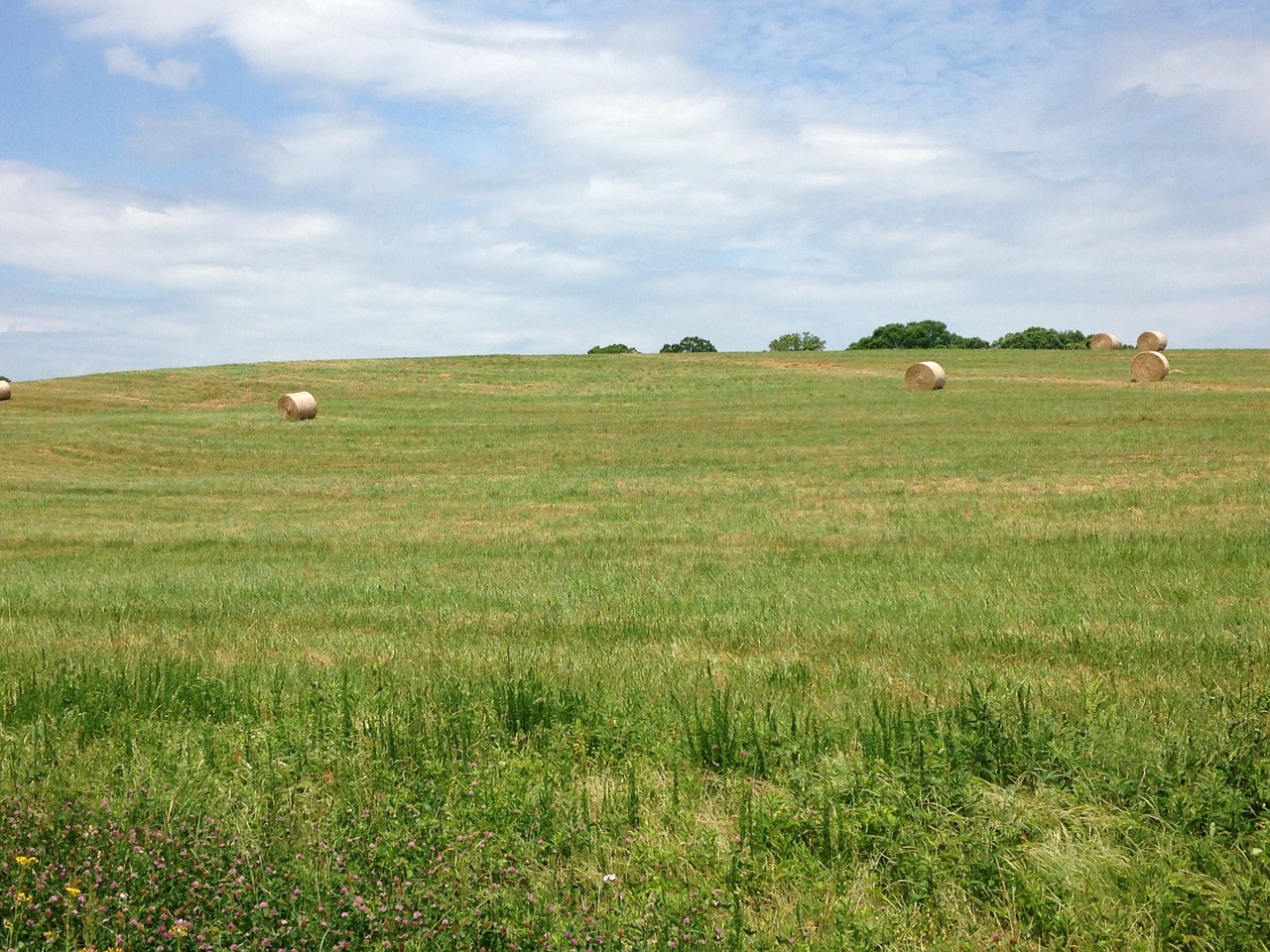 field hay bales free photo