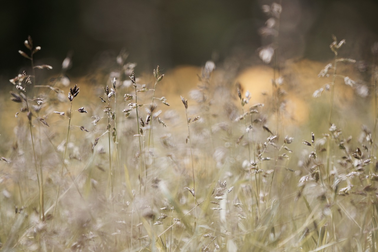 field grasses meadow free photo