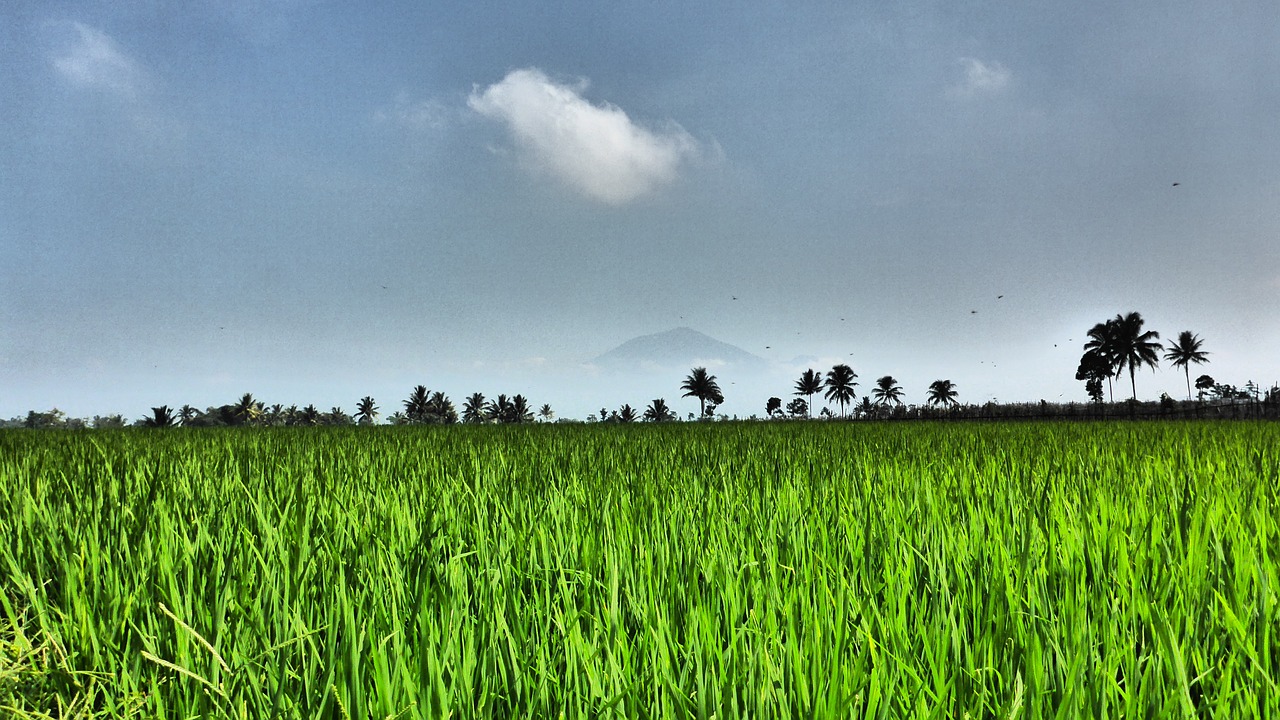 field paddy agriculture free photo