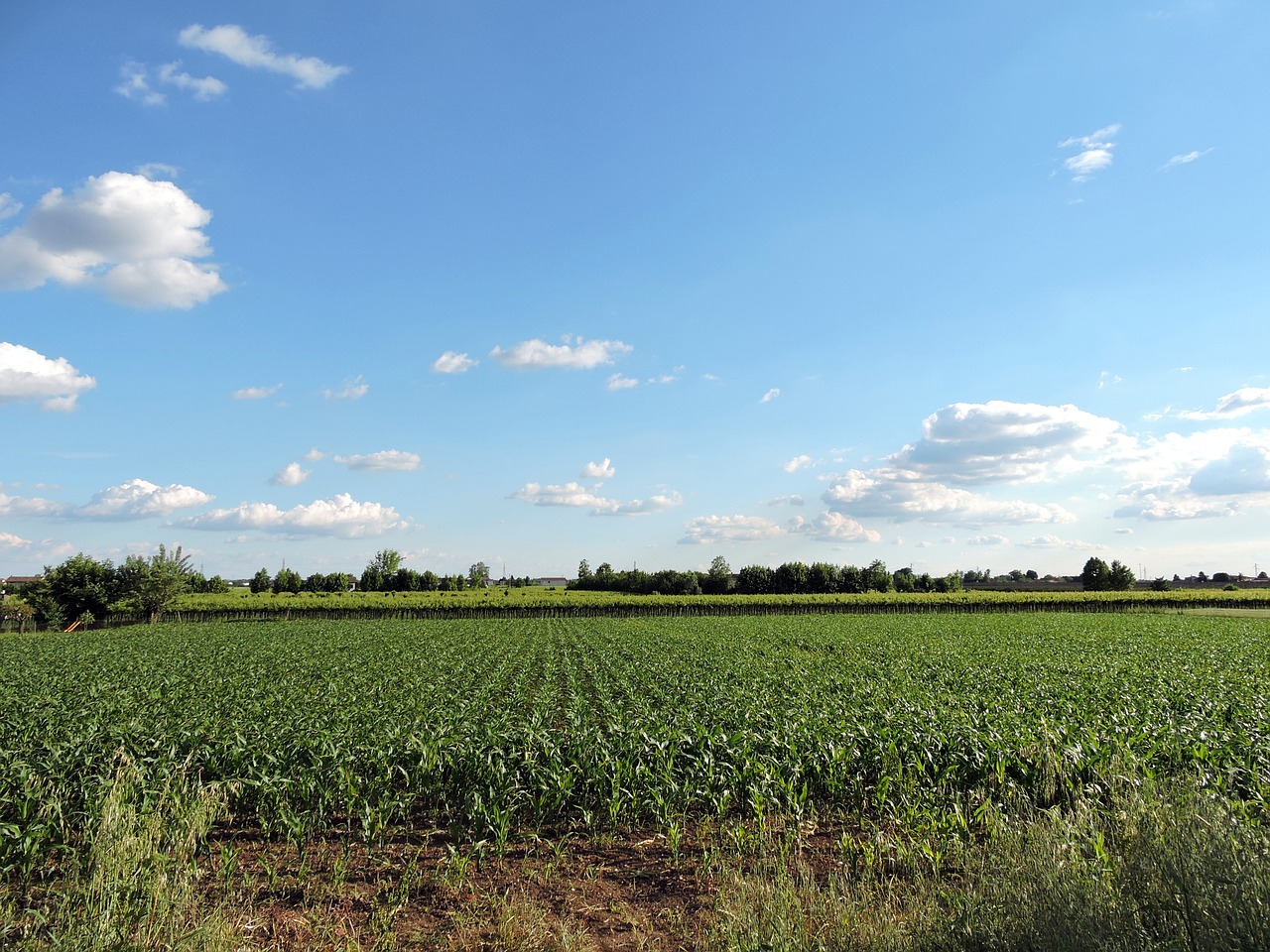 field cloud sky free photo