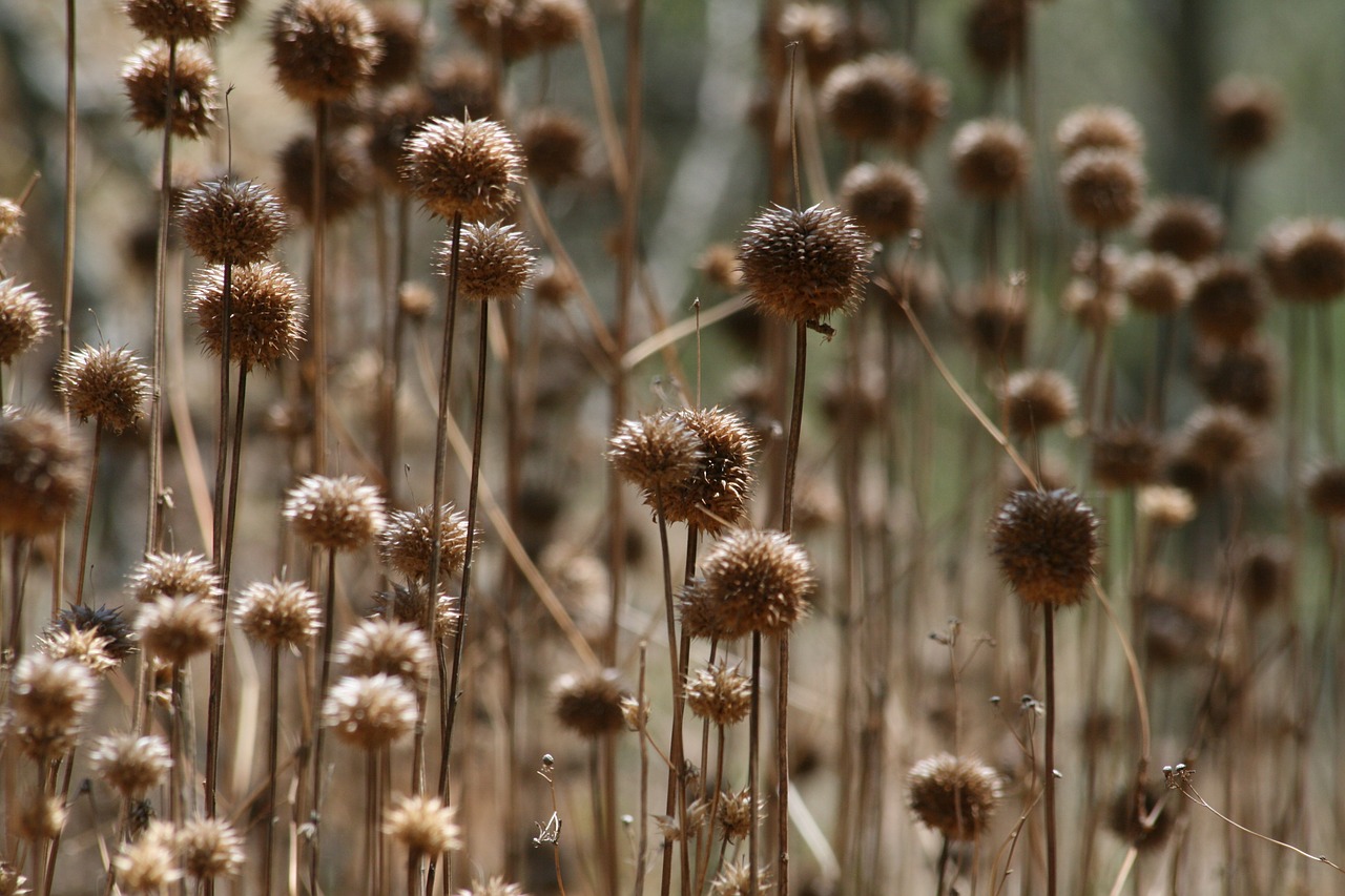 field garden botanical free photo