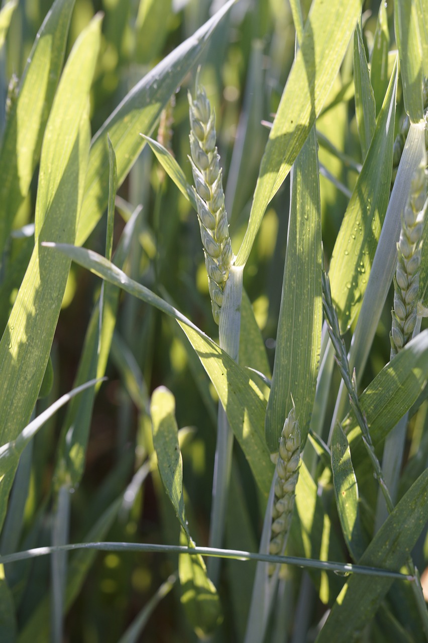 field green halme free photo