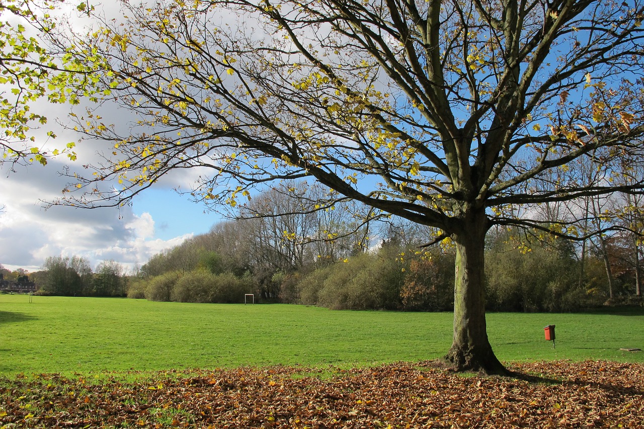 field tree leaves free photo