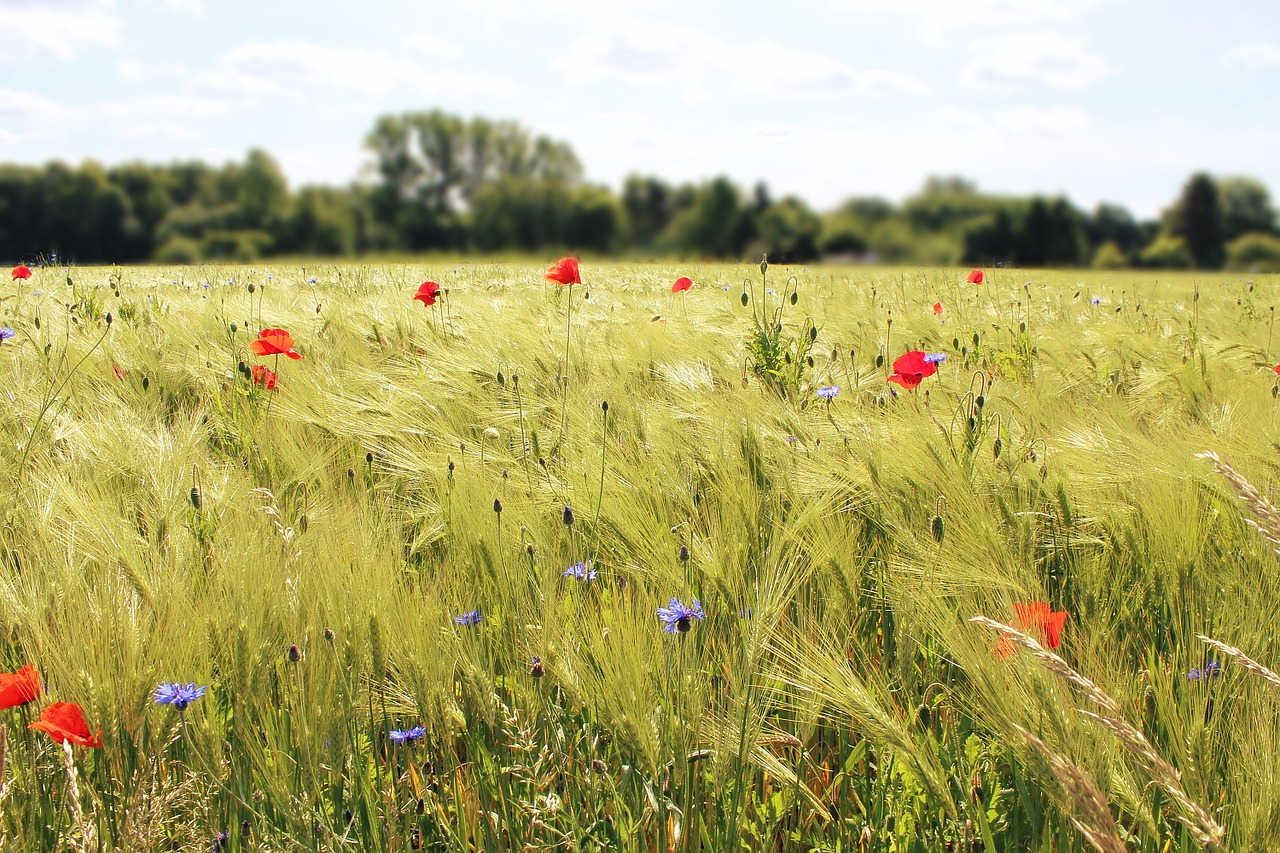 field cornfield poppy free photo