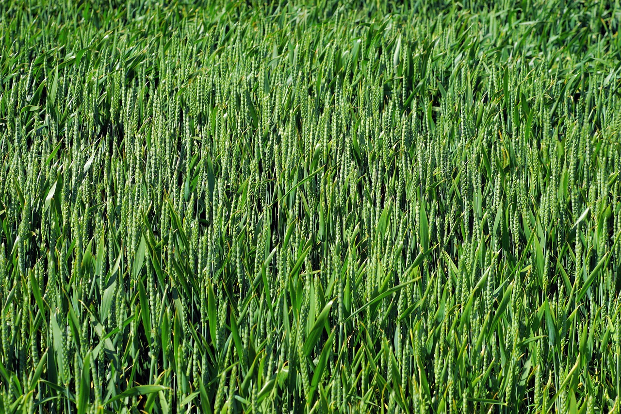 field wheat field agriculture free photo