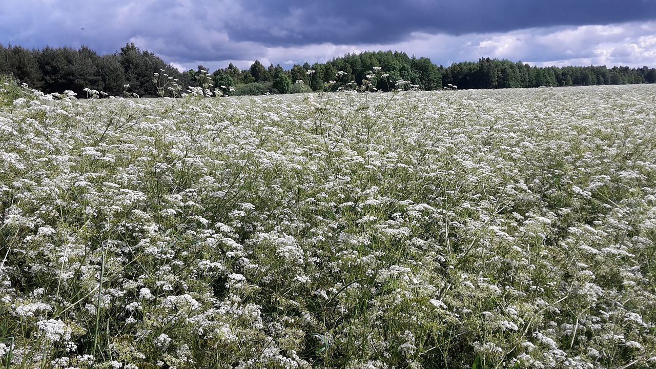 field lithuania palanga free photo