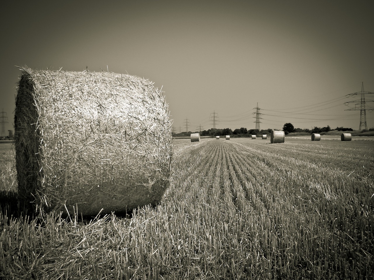 field straw harvest free photo
