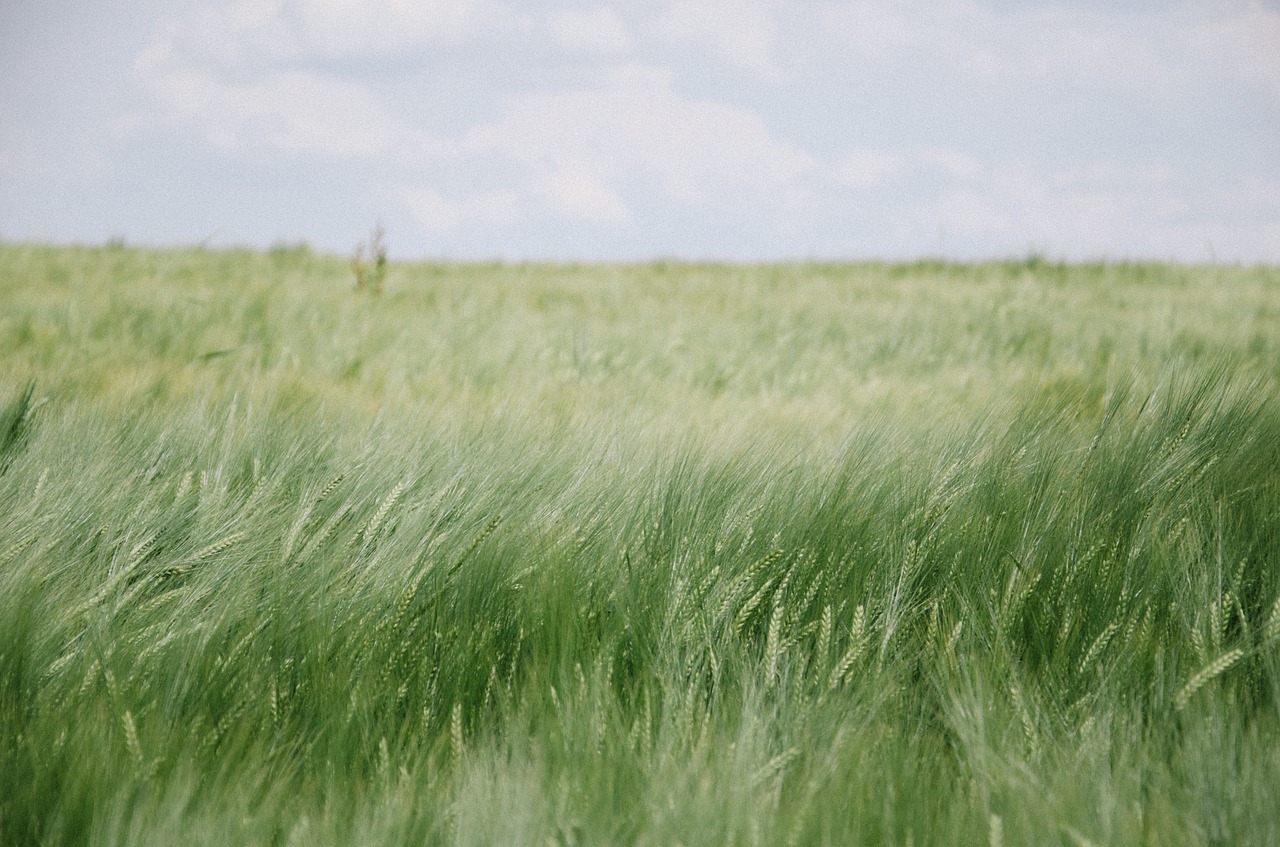 field grass sky free photo