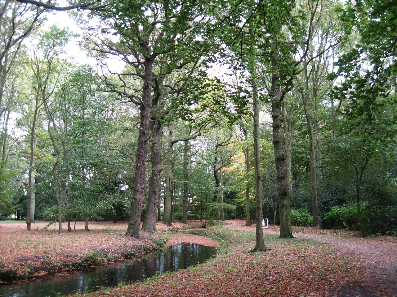 field path trees free photo