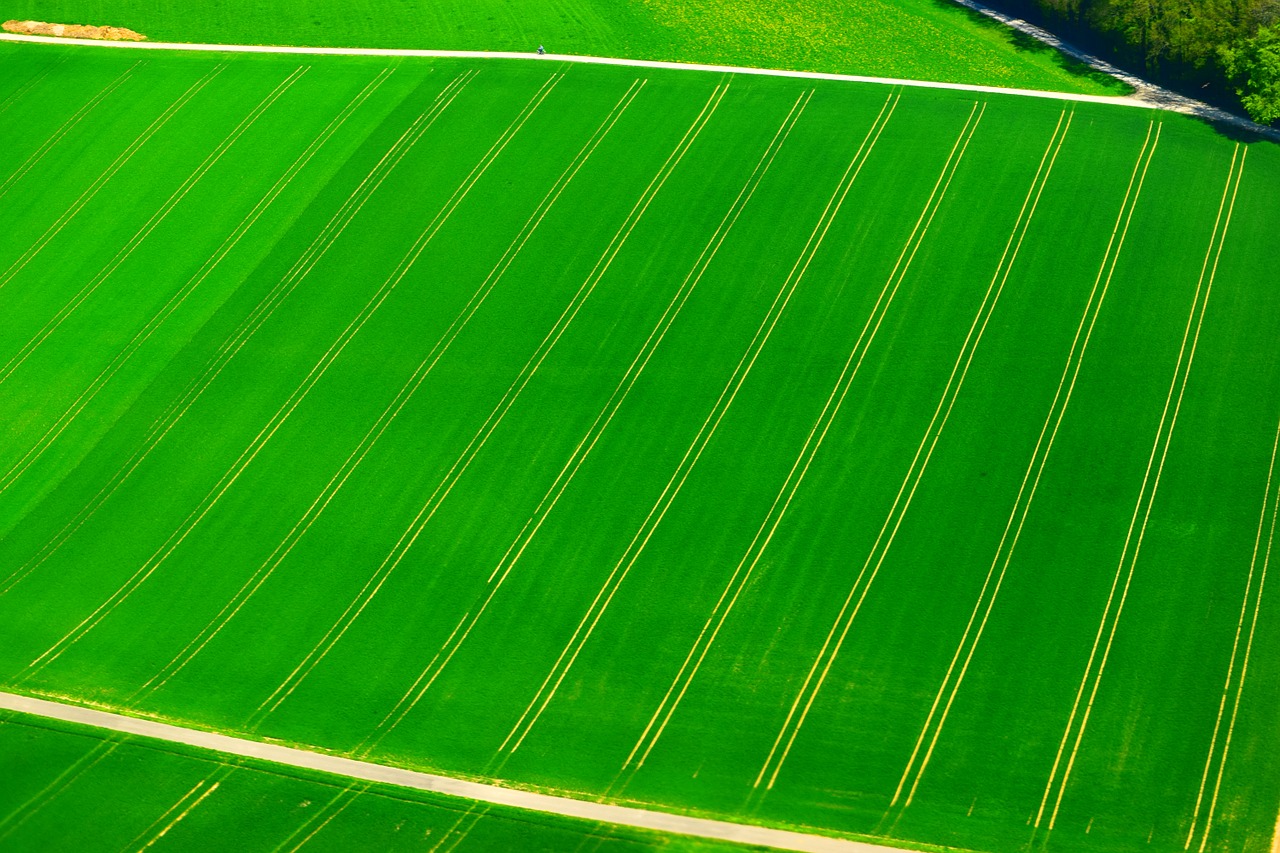 field green grass free photo