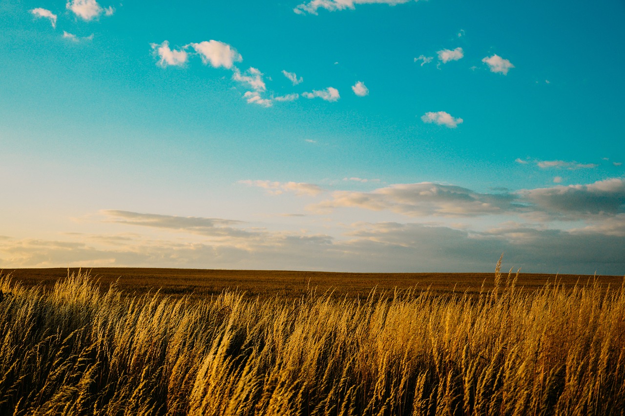 field countryside country free photo