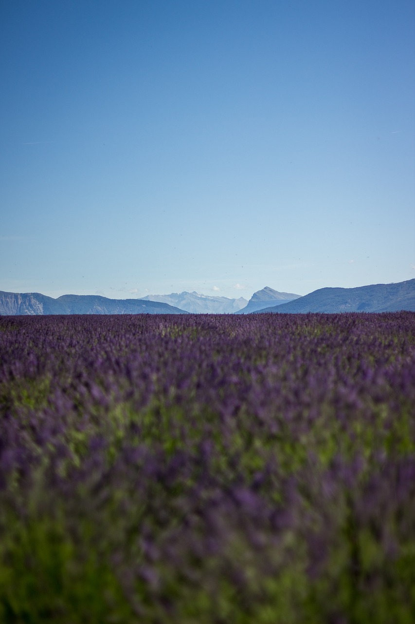 field lavender sky free photo