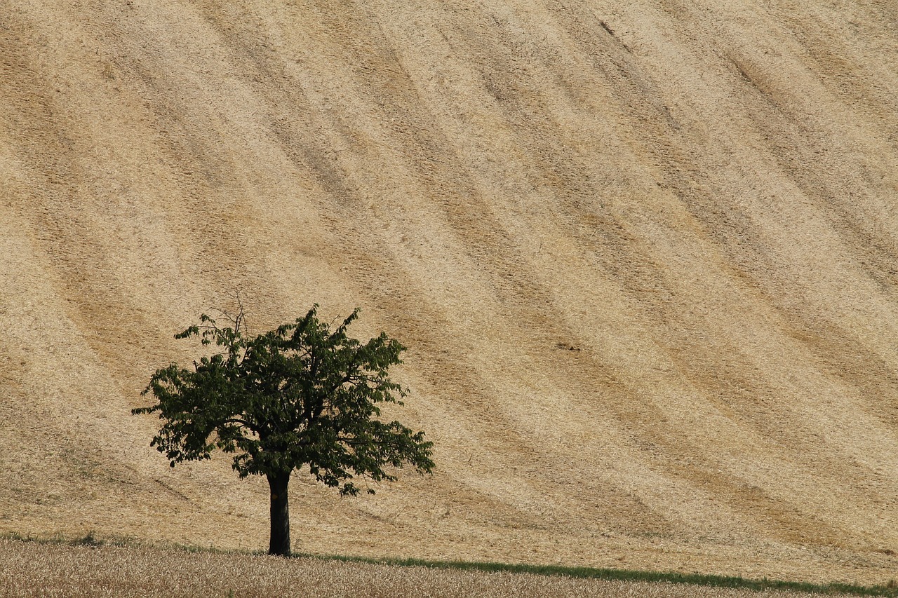 field tree lonely free photo