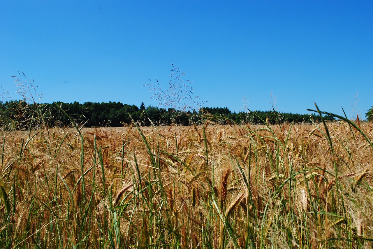 field barley sky free photo