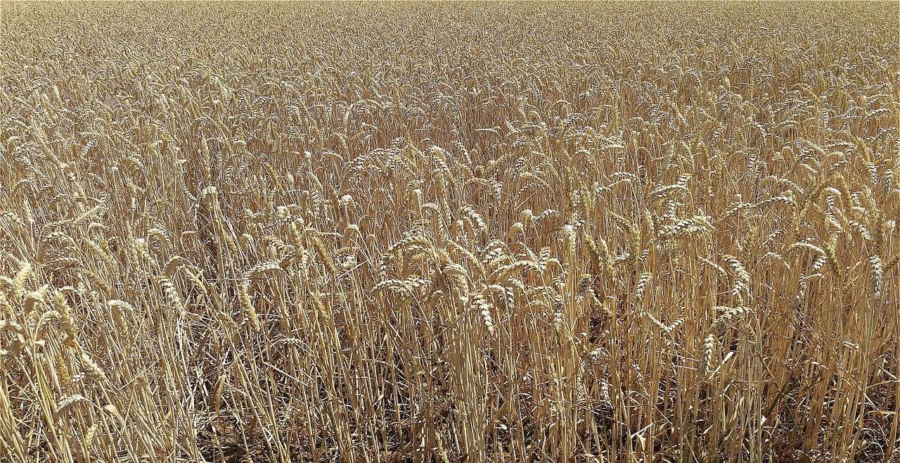 field cereals agriculture free photo