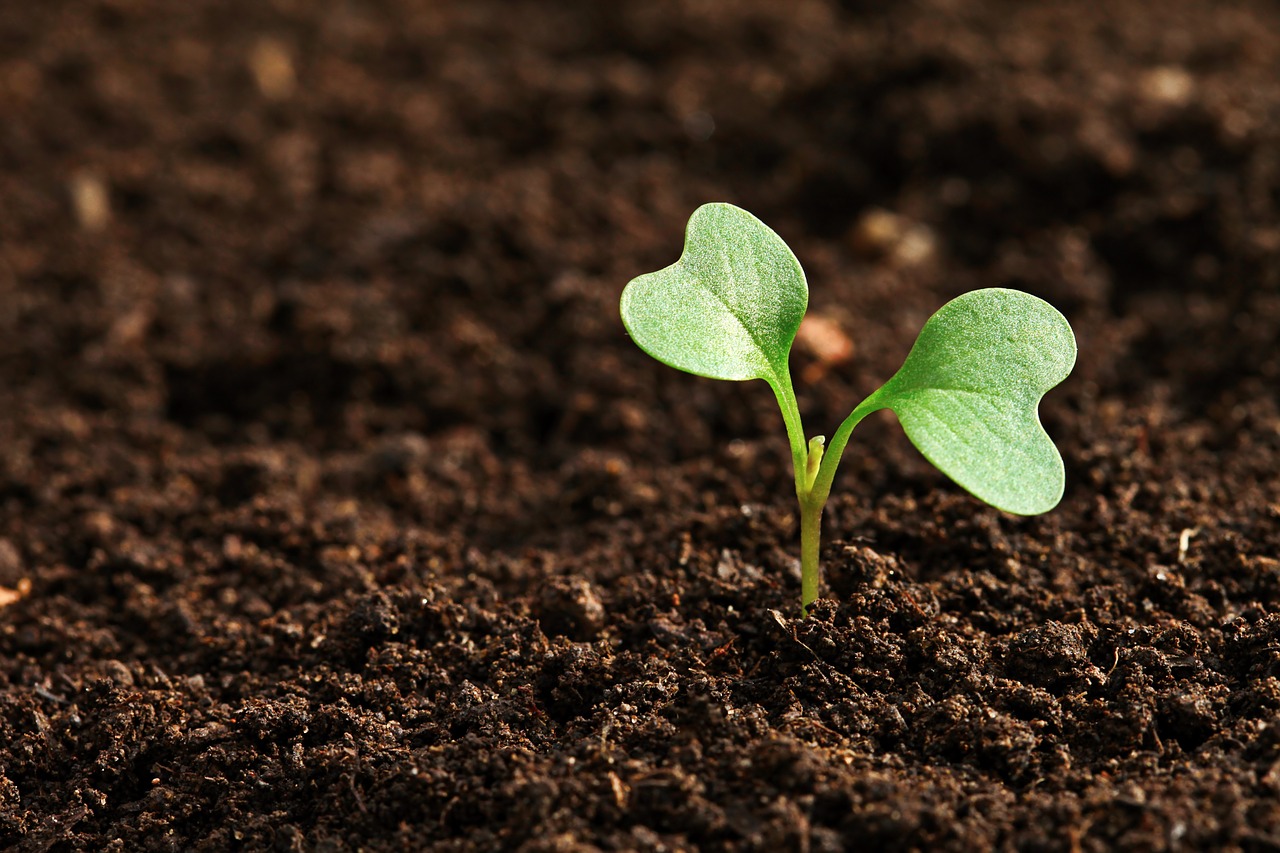 field agriculture earth free photo