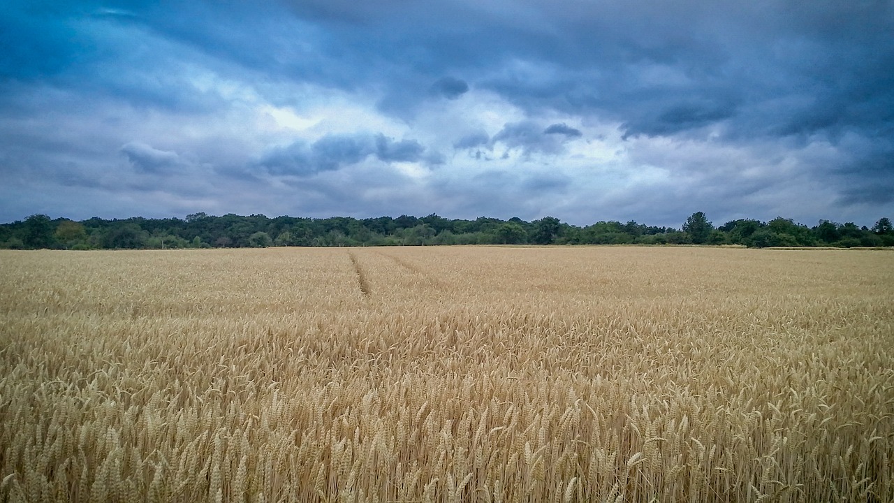 field wheat scene free photo