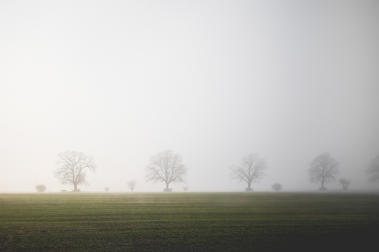 field fog trees free photo