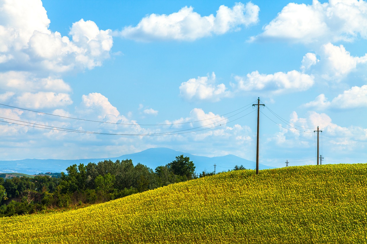 field floral wild free photo