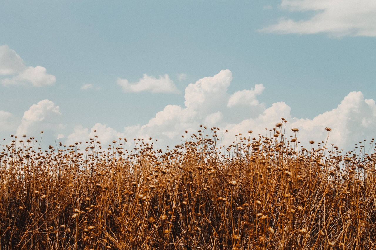 field wheat sky free photo