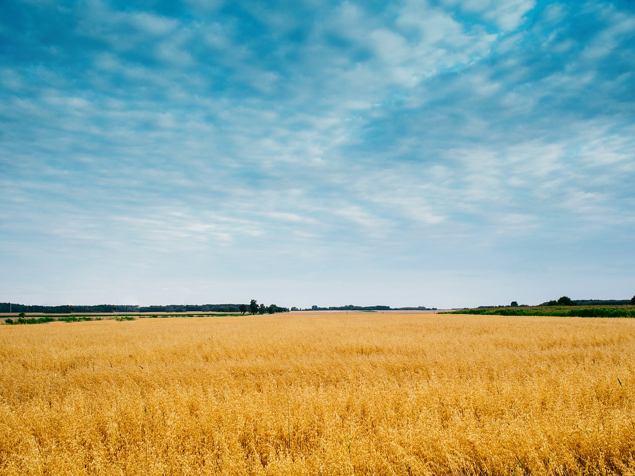 field sky wheat free photo