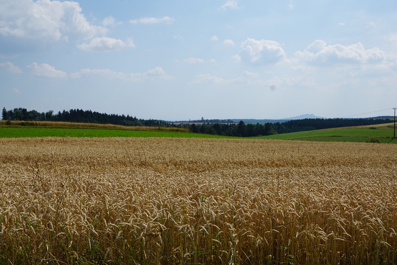 field meadow wheat free photo