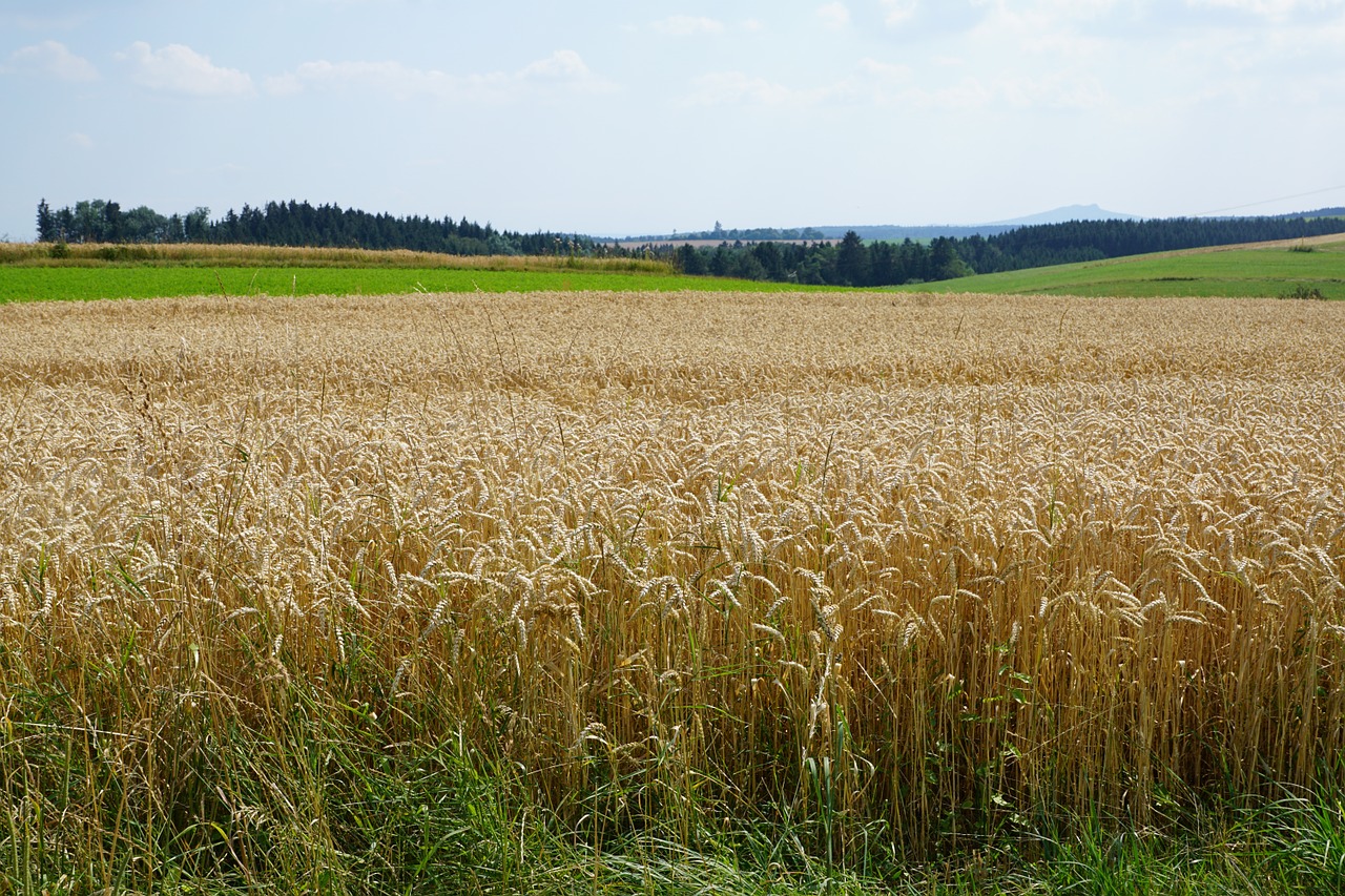 field meadow wheat free photo