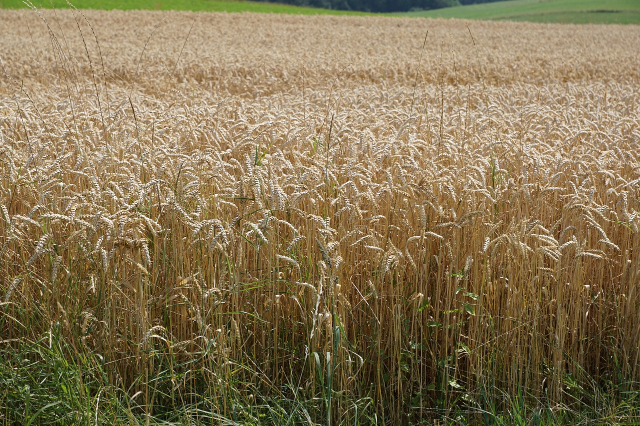 field meadow wheat free photo