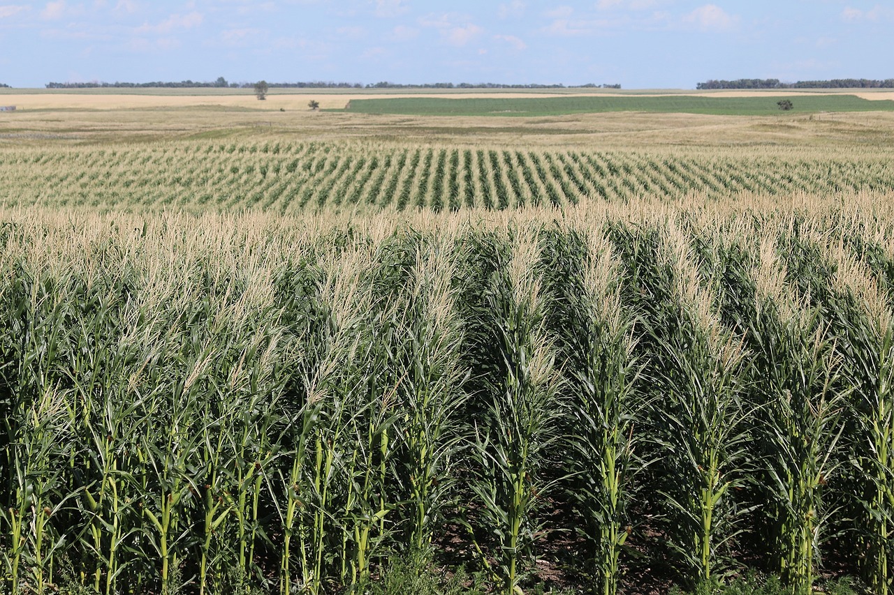 field corn farm free photo