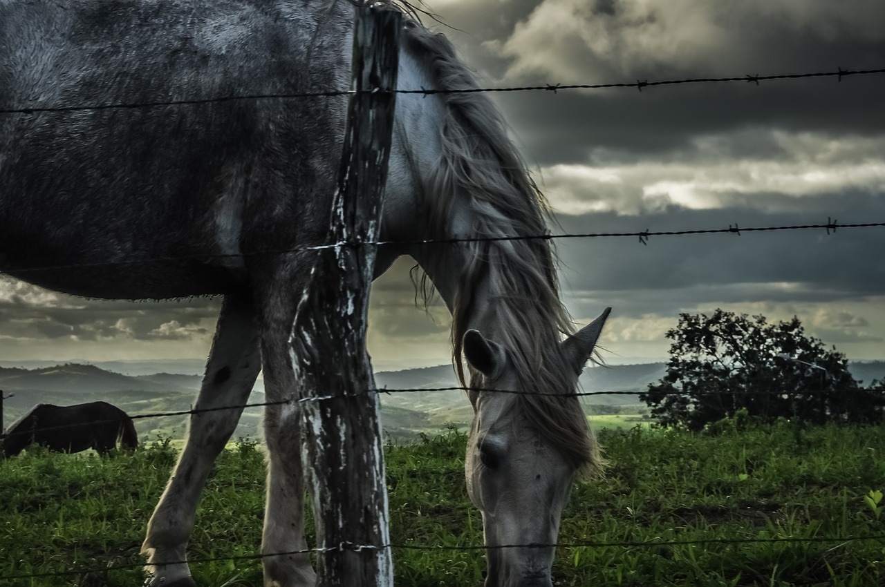 field horse horse farm free photo