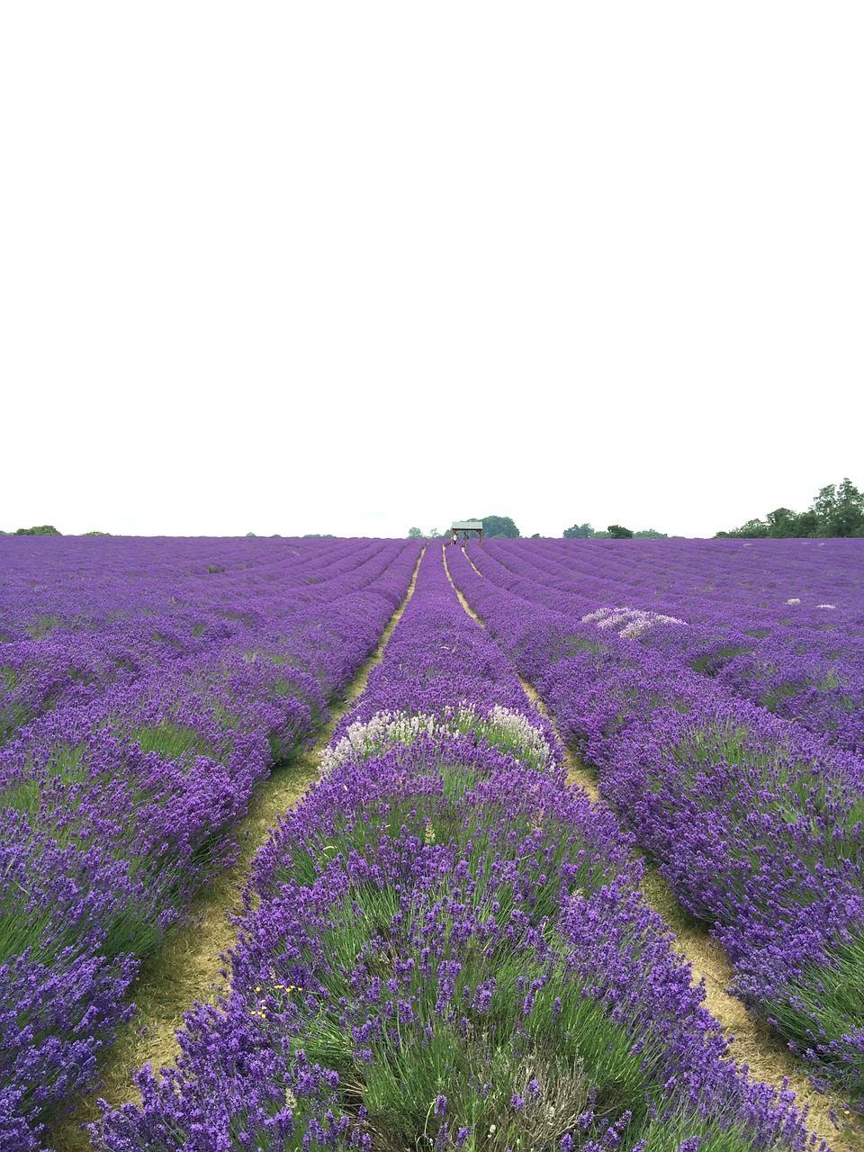 field lavender flower free photo