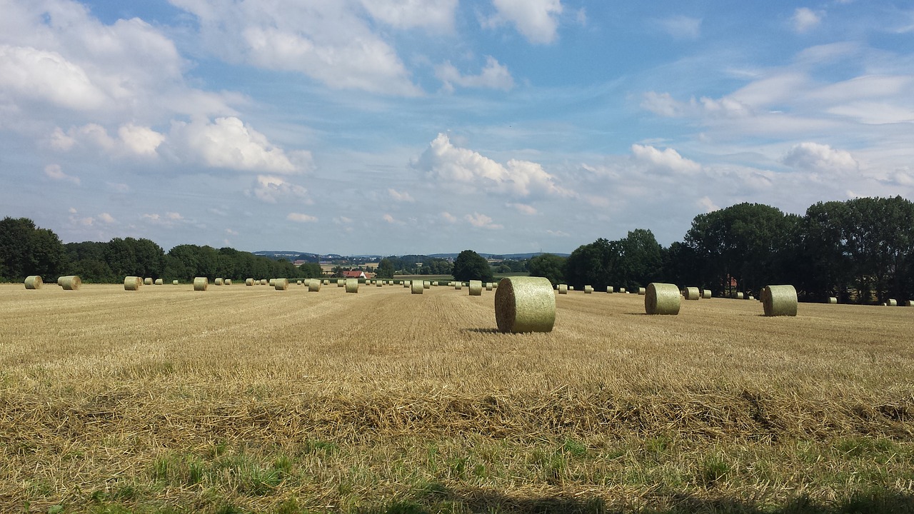 field idyll land free photo