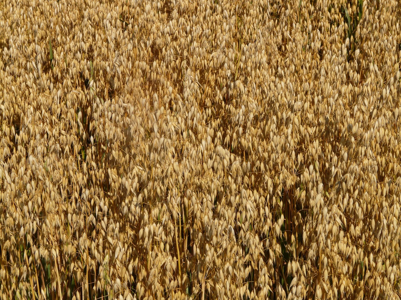 field oats oat field free photo