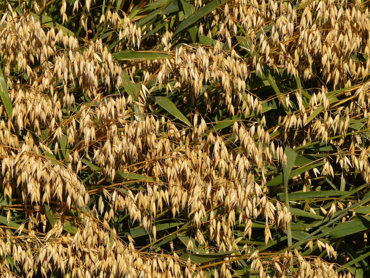 field oats oat field free photo
