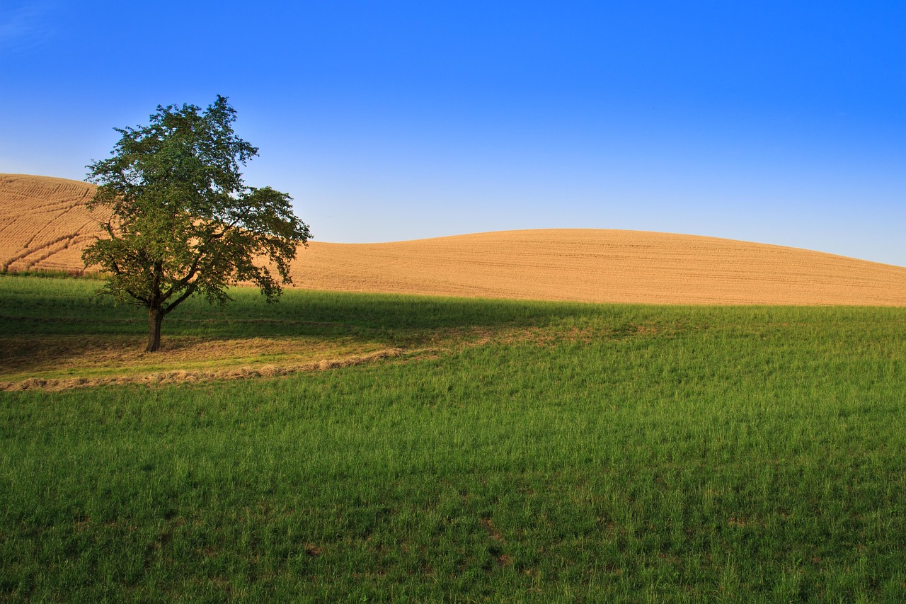 field tree landscape free photo