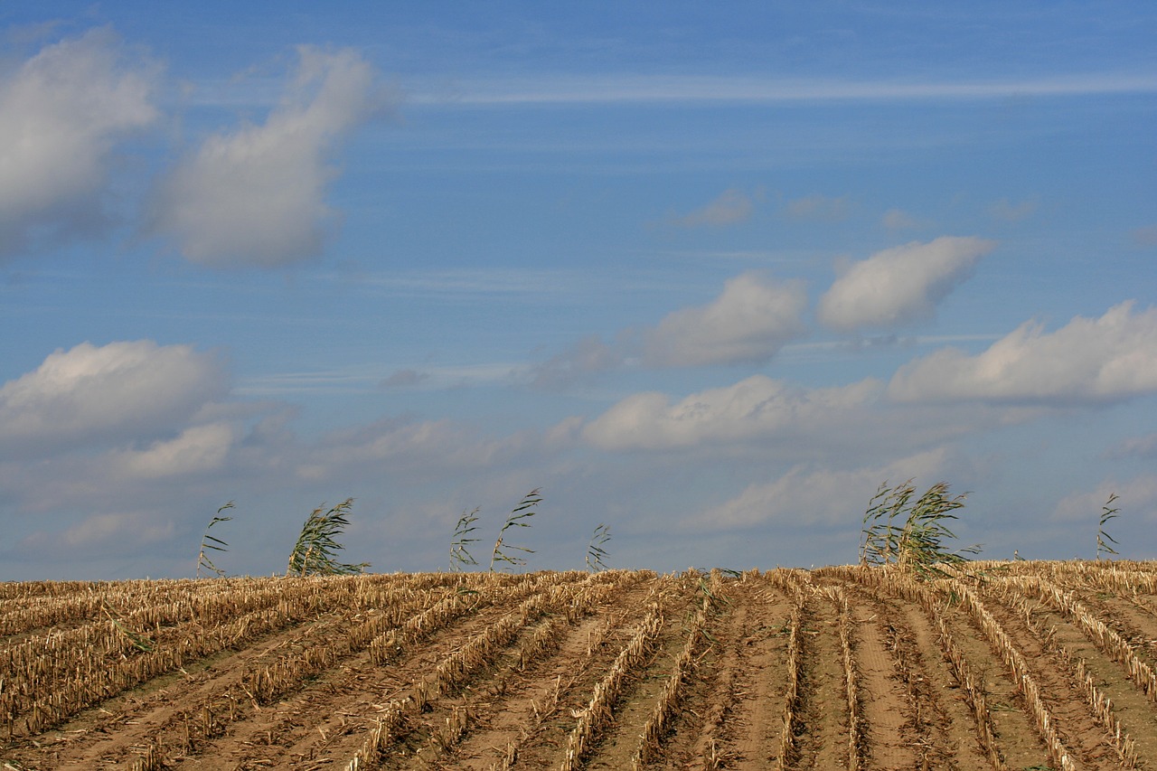 field cornfield harvested free photo