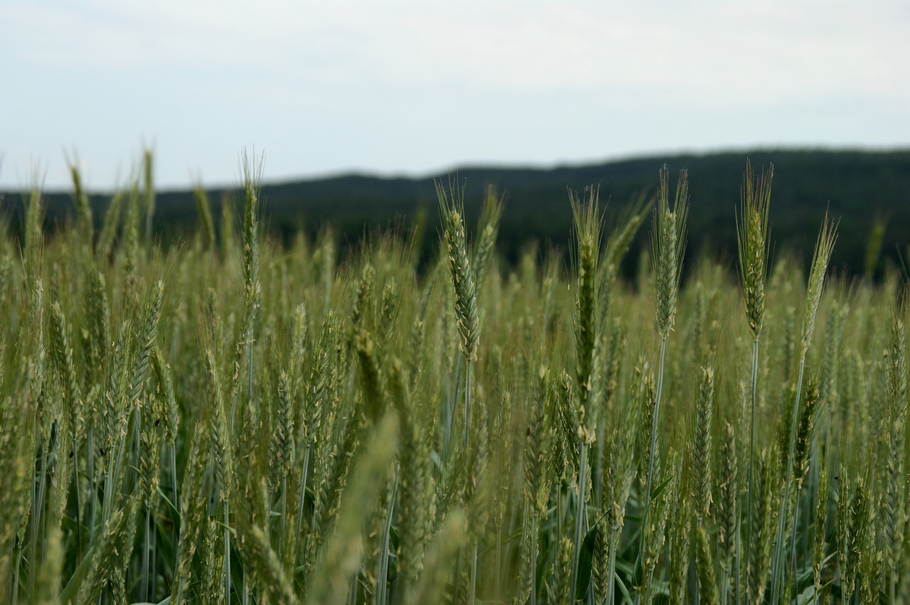 field spike cereals free photo