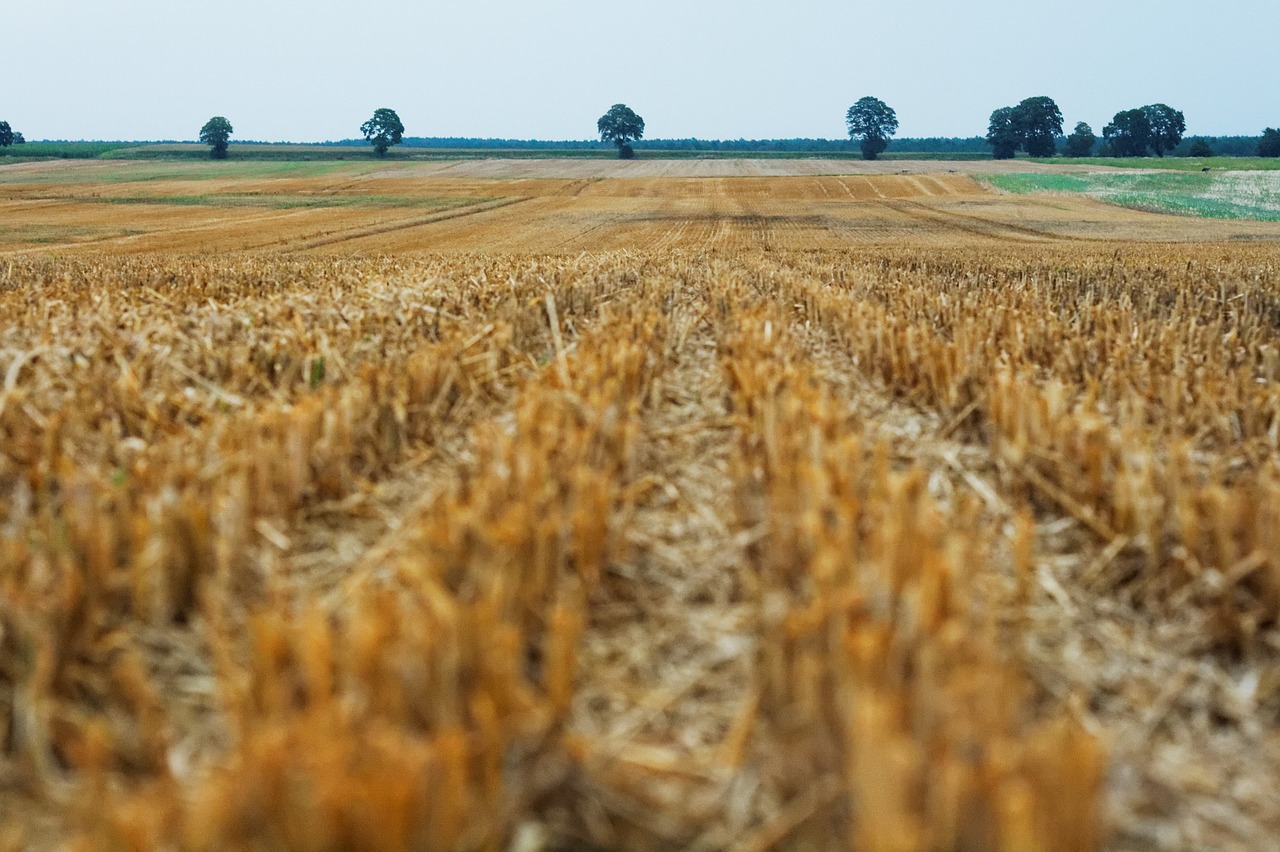 field crops agriculture free photo