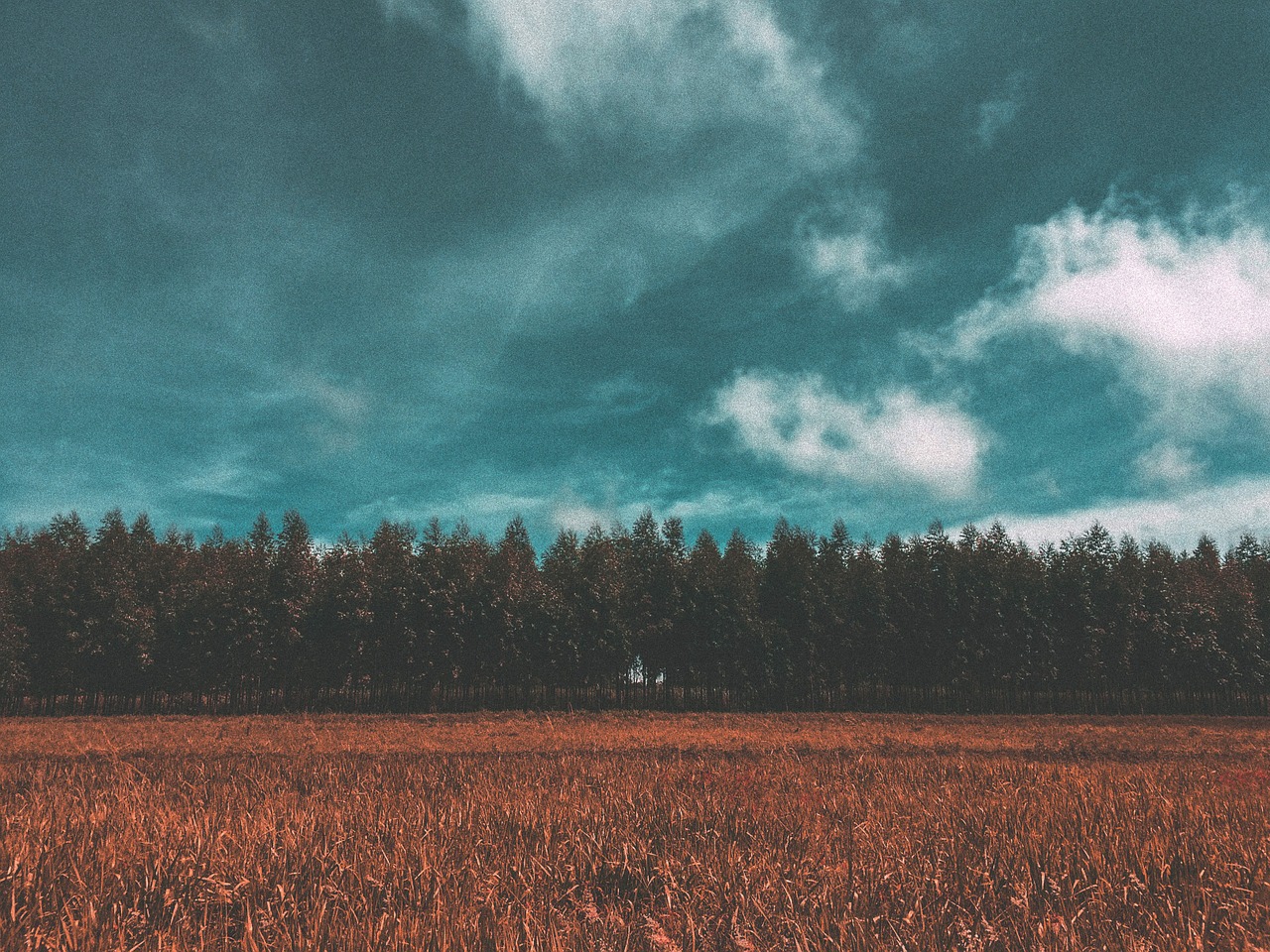 field crops agriculture free photo