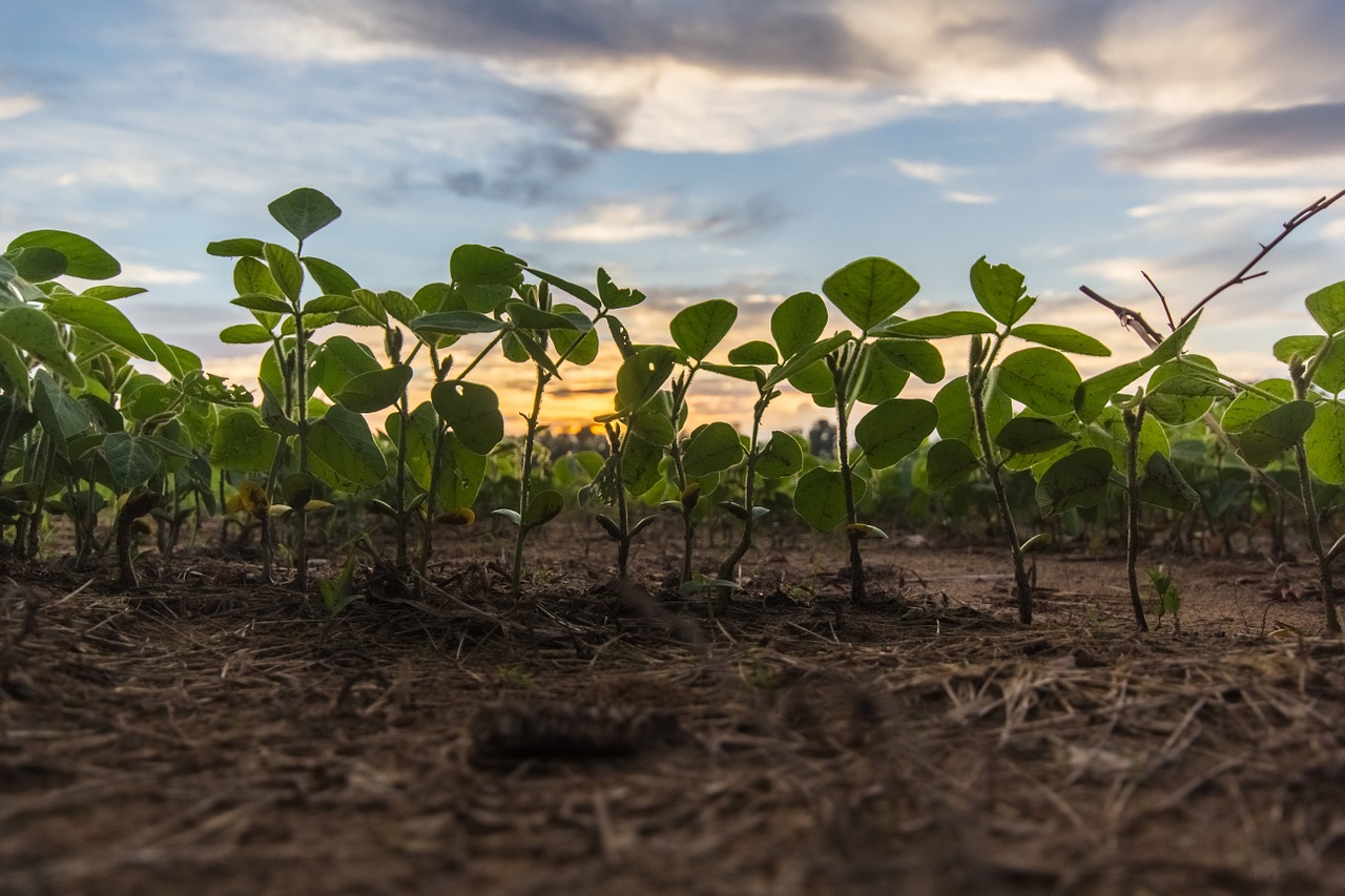 field plants sunset free photo