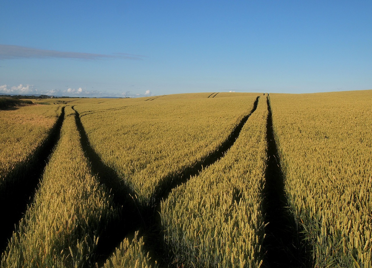 field wheat wheat field free photo