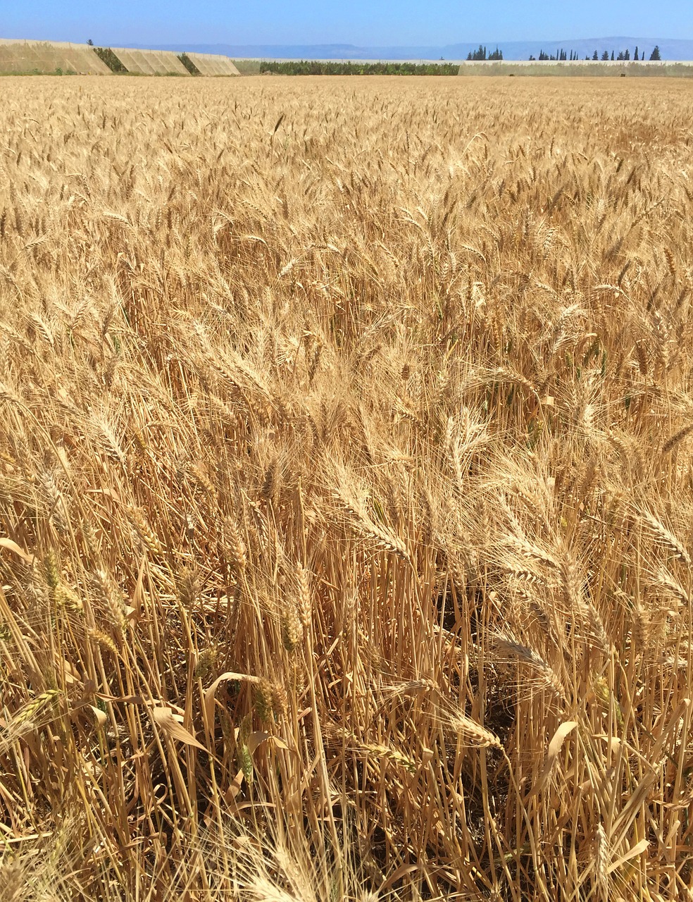 field wheat agriculture free photo